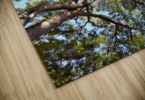 tree tops Rayanne Alves puzzle
