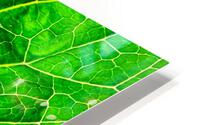 Green leaf HD Metal print