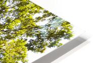 tree tops HD Metal print