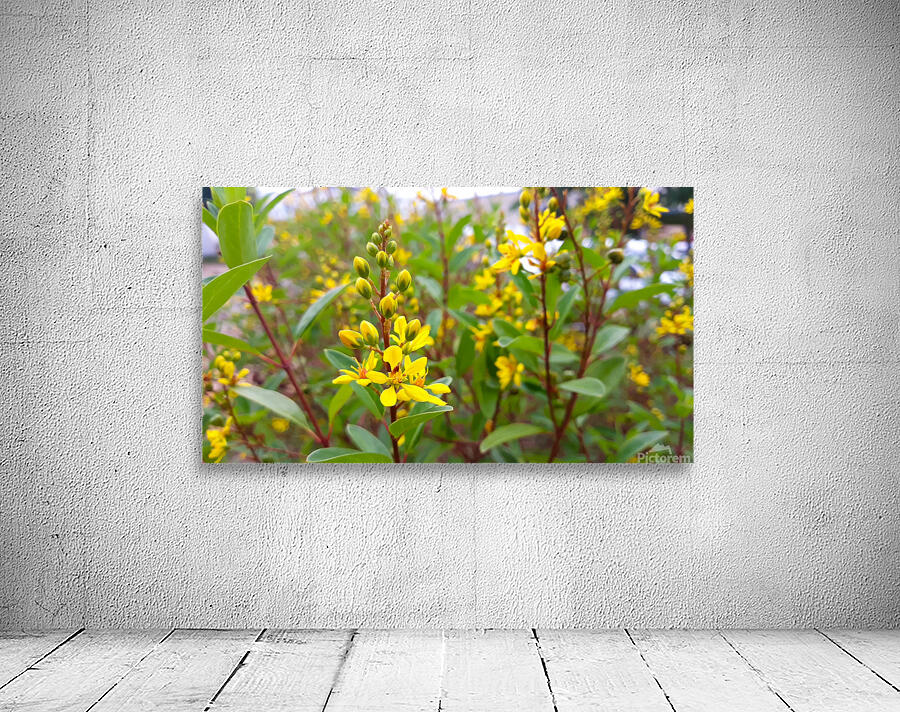 yellow flower Wall Preview