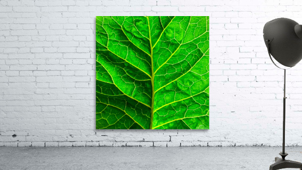 Green leaf Wall Preview