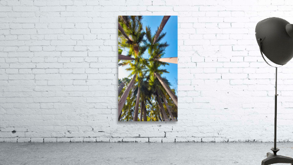 coconut trees Wall Preview