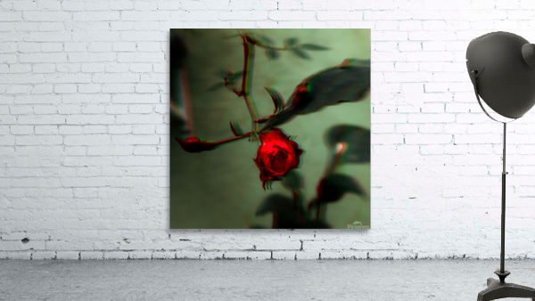 the Rose Wall Preview
