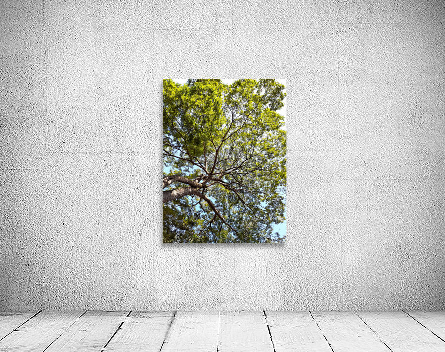 tree tops Wall Preview