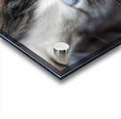 Kitten Face Acrylic print