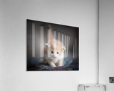 Orange Kitten Acrylic Print