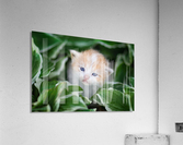 Orange Kitten Acrylic Print