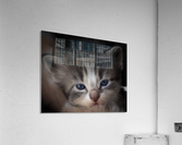 Kitten Face Acrylic Print