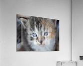 Kitten Face Acrylic Print