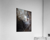Gray Kitten Acrylic Print