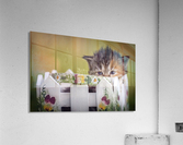Kitten in basket Acrylic Print