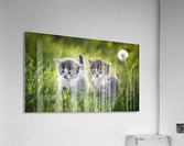 Two kittens Acrylic Print