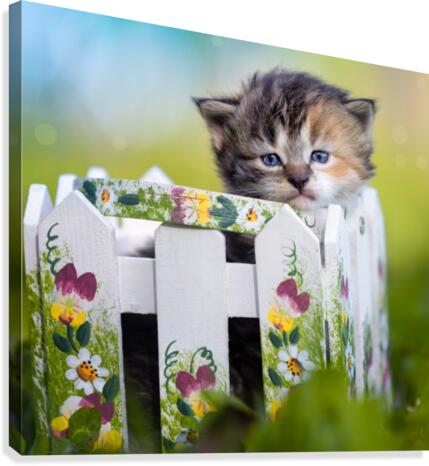 Kitten in basket Canvas Print