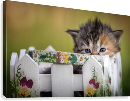 Kitten in basket Canvas Print