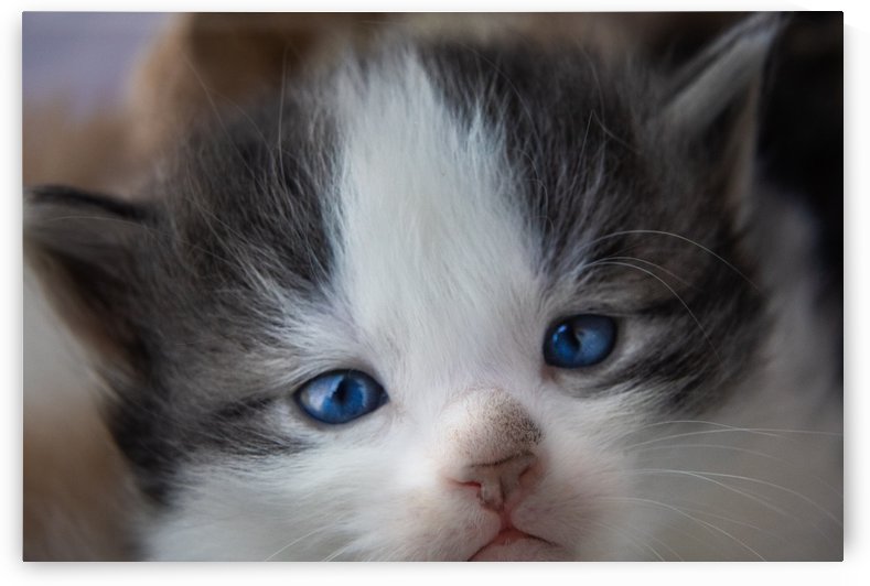 Kitten Face by Jonathan Ross