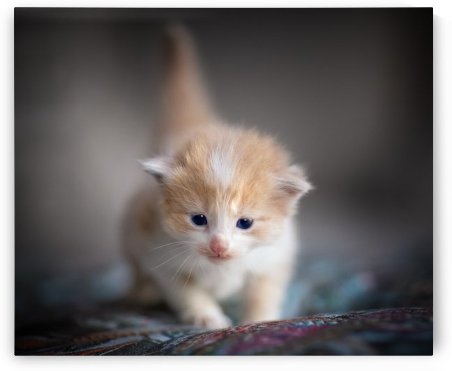 Orange Kitten by Jonathan Ross