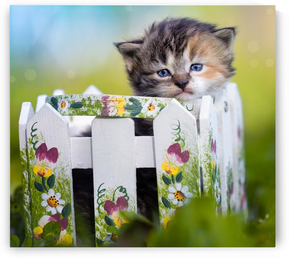 Kitten in basket by Jonathan Ross