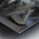 Kitten Face Metal print