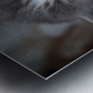 Gray Kitten Metal print