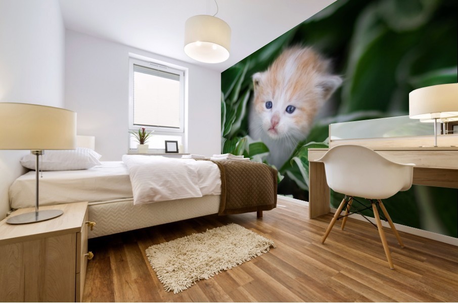 Orange Kitten Mural print