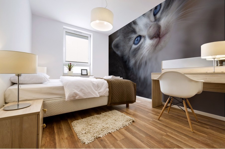 Gray Kitten Mural print
