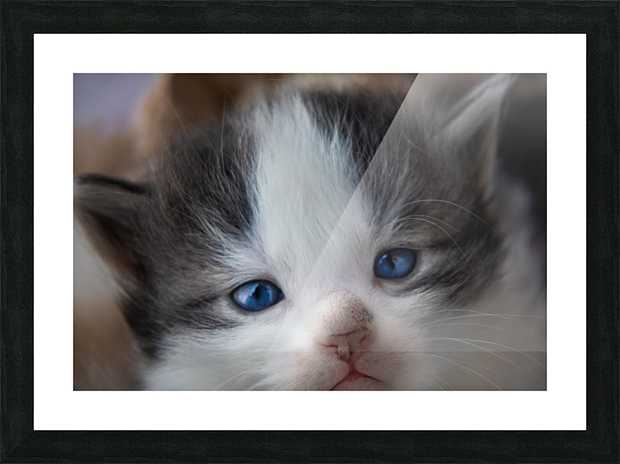 Kitten Face Picture Frame print