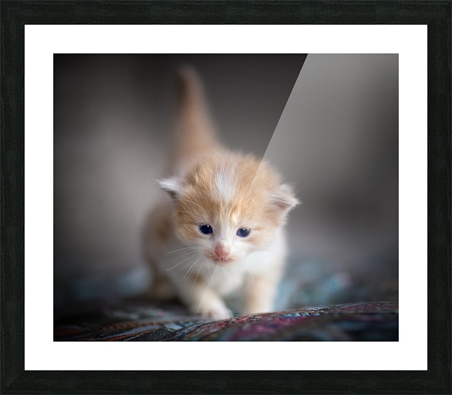 Orange Kitten Picture Frame print