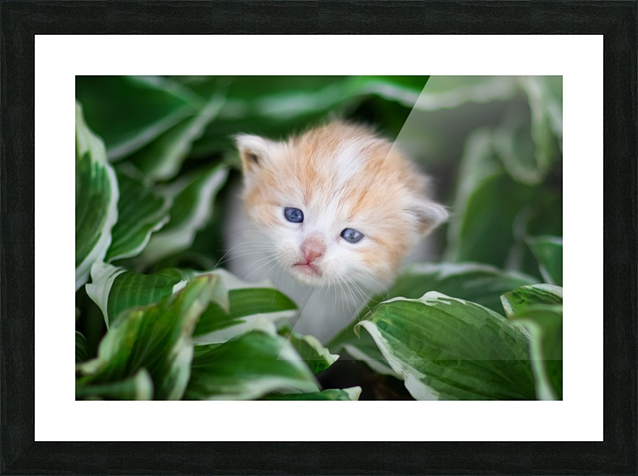 Orange Kitten Picture Frame print