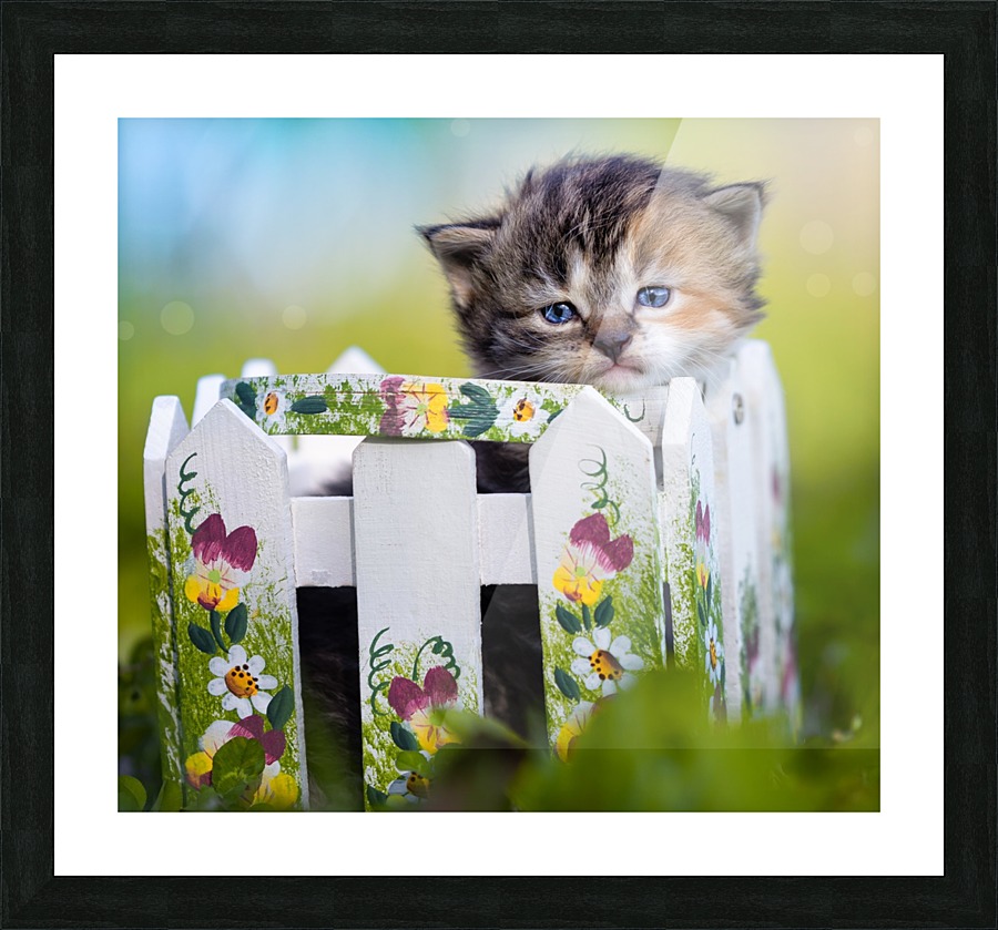 Kitten in basket Picture Frame print