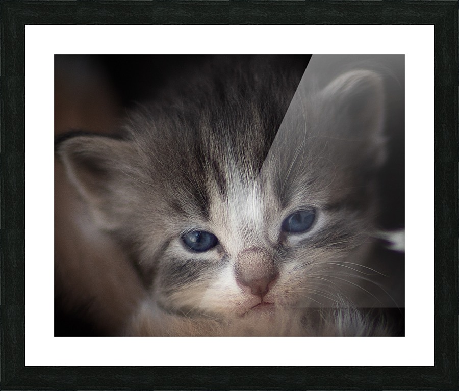 Kitten Face Picture Frame print