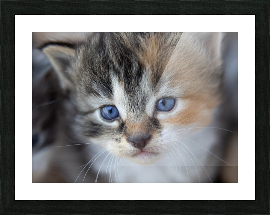 Kitten Face Picture Frame print