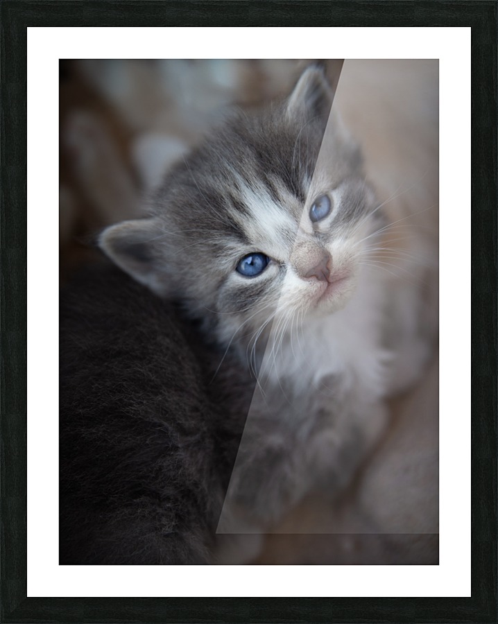 Gray Kitten Picture Frame print