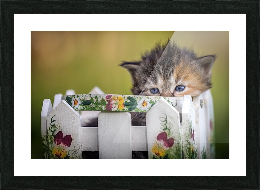 Kitten in basket Picture Frame print