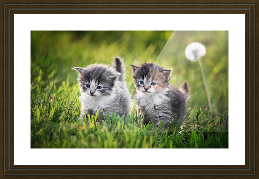 Two kittens Picture Frame print