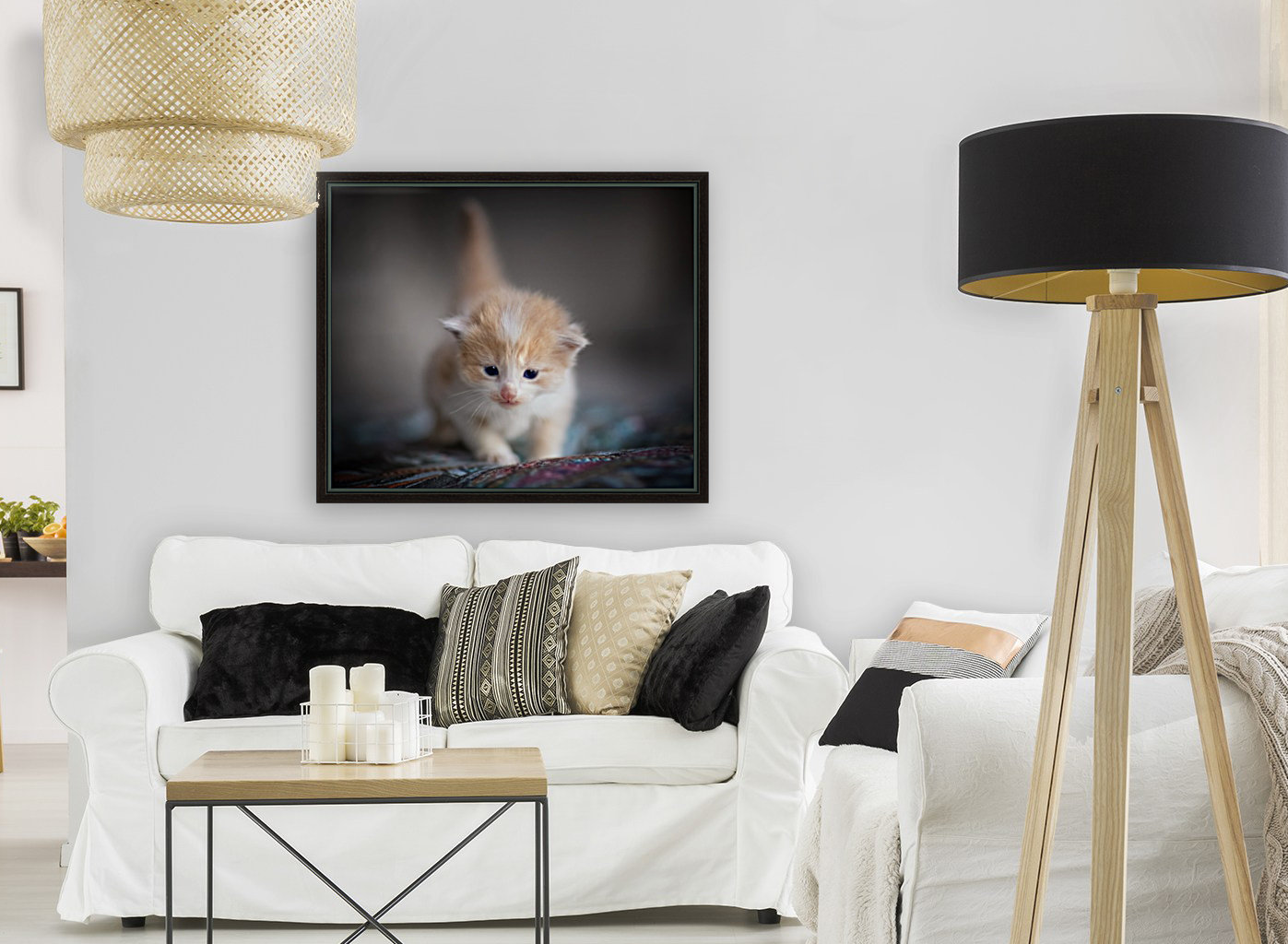 Orange Kitten Reproduction