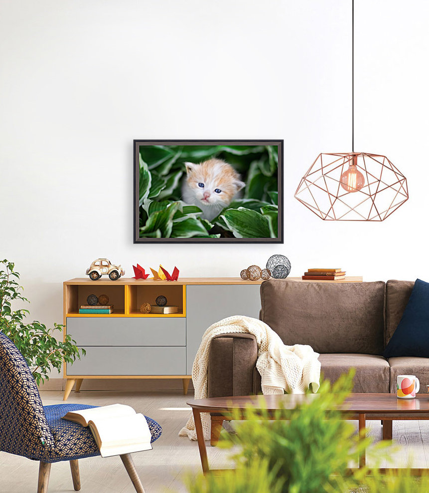 Orange Kitten Reproduction