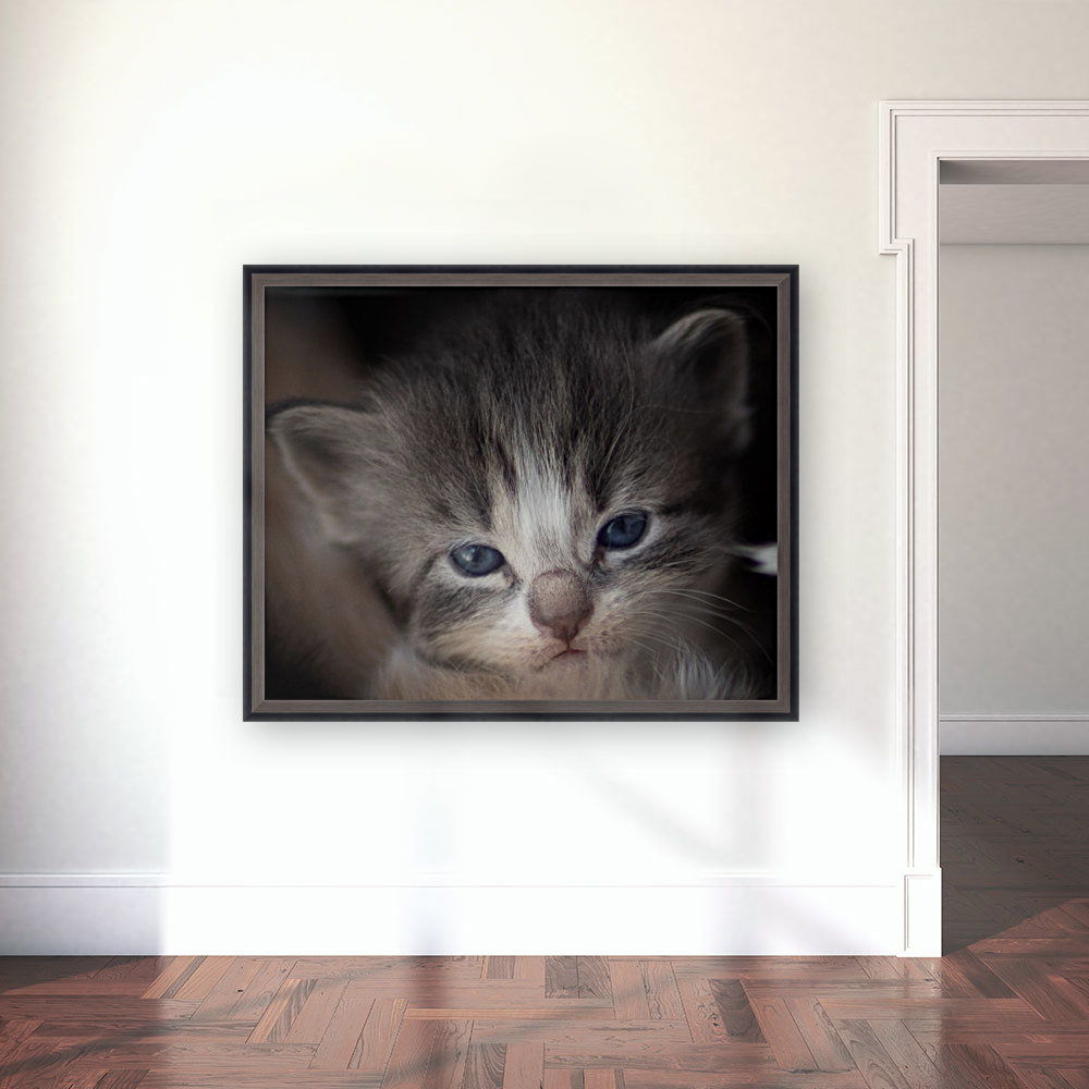 Kitten Face Reproduction