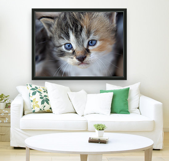 Kitten Face Reproduction