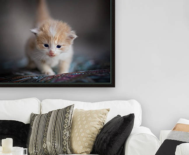Orange Kitten by Jonathan Ross