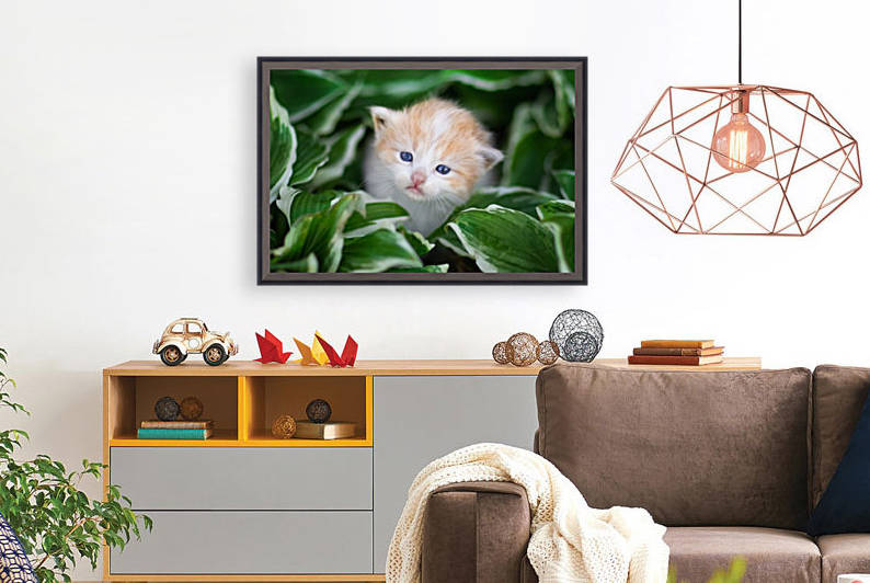 Orange Kitten by Jonathan Ross