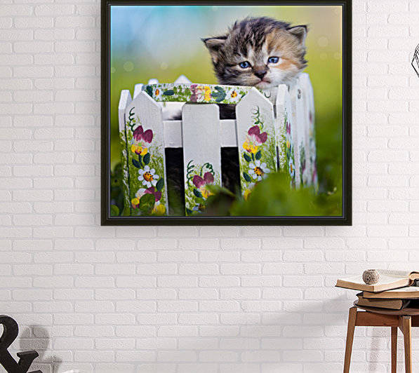 Kitten in basket by Jonathan Ross