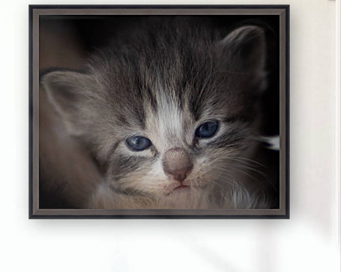 Kitten Face by Jonathan Ross