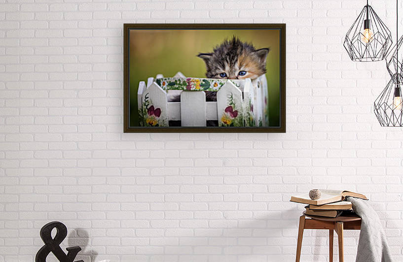Kitten in basket by Jonathan Ross