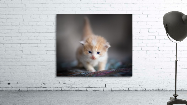 Orange Kitten Wall Preview