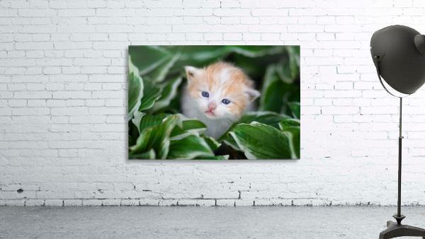 Orange Kitten Wall Preview