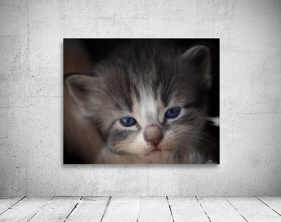 Kitten Face Wall Preview