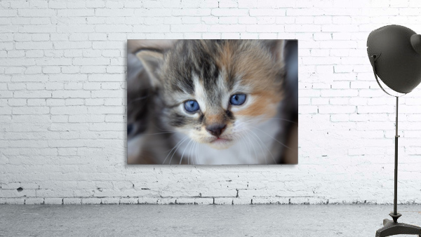 Kitten Face Wall Preview