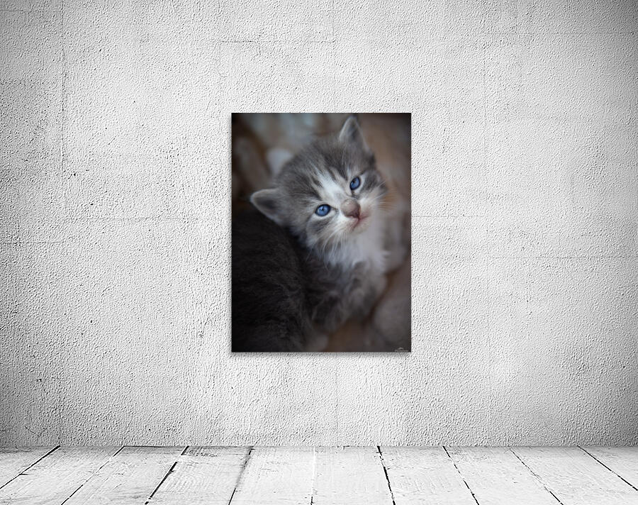 Gray Kitten Wall Preview