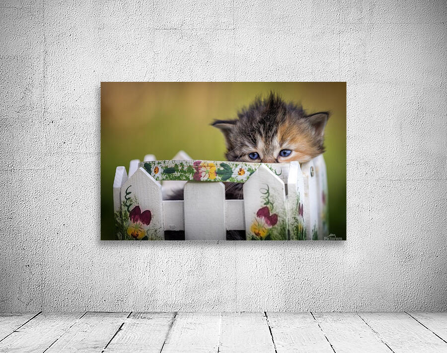 Kitten in basket Wall Preview