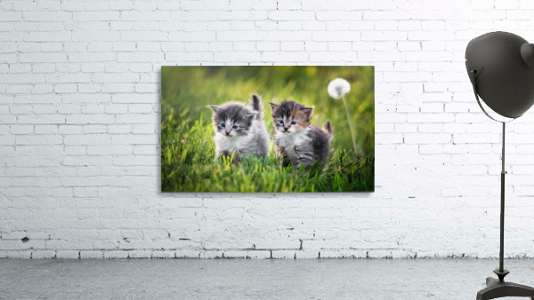 Two kittens Wall Preview